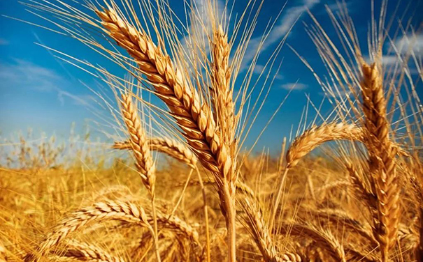 立邦、三棵樹、亞士、嘉寶莉等爭相追求國家好政策！